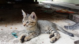 Magu &amp; Hana -adopted - Domestic Short Hair Cat