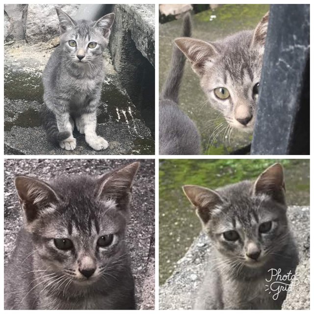 Tabby - Domestic Short Hair Cat