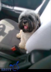 Happy - Shih Tzu Dog