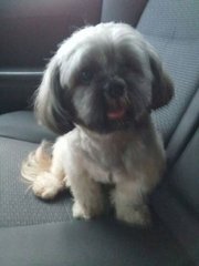 Happy - Shih Tzu Dog