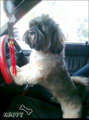 Happy - Shih Tzu Dog