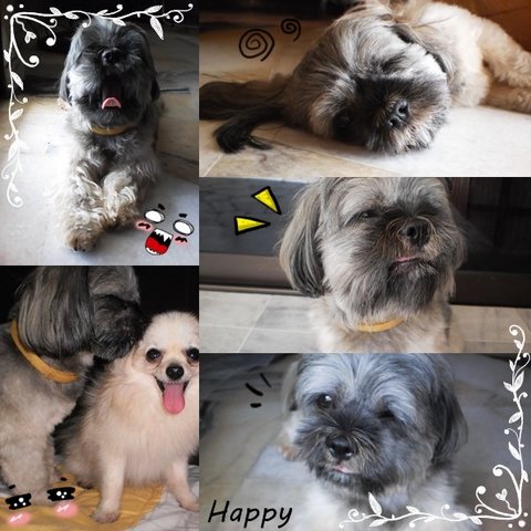 Happy - Shih Tzu Dog