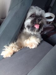 Happy - Shih Tzu Dog