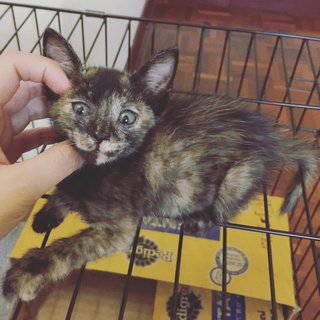 Tortoiseshell Kitten - Tortoiseshell Cat