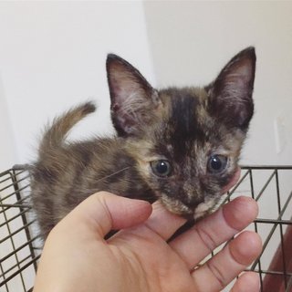 Tortoiseshell Kitten - Tortoiseshell Cat