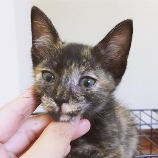 Tortoiseshell Kitten - Tortoiseshell Cat