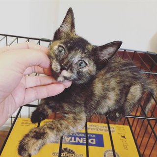 Tortoiseshell Kitten - Tortoiseshell Cat