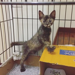 Tortoiseshell Kitten - Tortoiseshell Cat