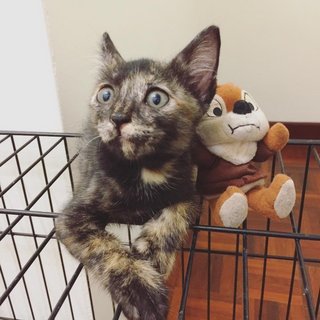 Tortoiseshell Kitten - Tortoiseshell Cat