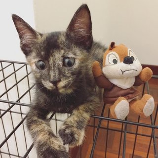 Tortoiseshell Kitten - Tortoiseshell Cat