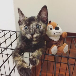 Tortoiseshell Kitten - Tortoiseshell Cat