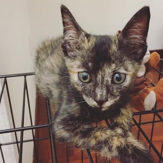 Tortoiseshell Kitten - Tortoiseshell Cat