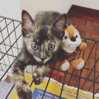 Tortoiseshell Kitten - Tortoiseshell Cat