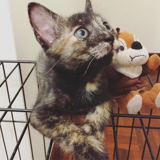 Tortoiseshell Kitten - Tortoiseshell Cat