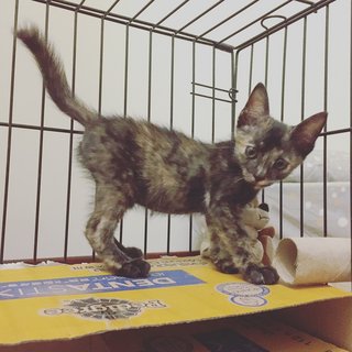 Tortoiseshell Kitten - Tortoiseshell Cat