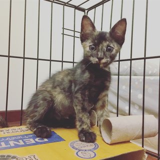 Tortoiseshell Kitten - Tortoiseshell Cat