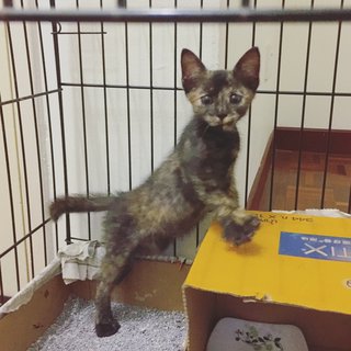 Tortoiseshell Kitten - Tortoiseshell Cat