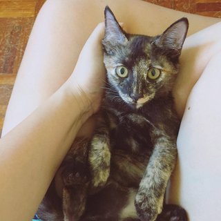 Tortoiseshell Kitten - Tortoiseshell Cat