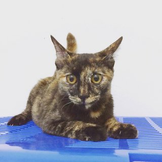 Tortoiseshell Kitten - Tortoiseshell Cat