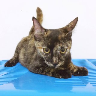 Tortoiseshell Kitten - Tortoiseshell Cat