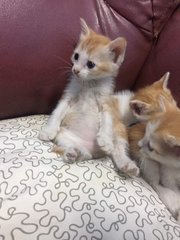 3 Little Kitty - Domestic Short Hair Cat