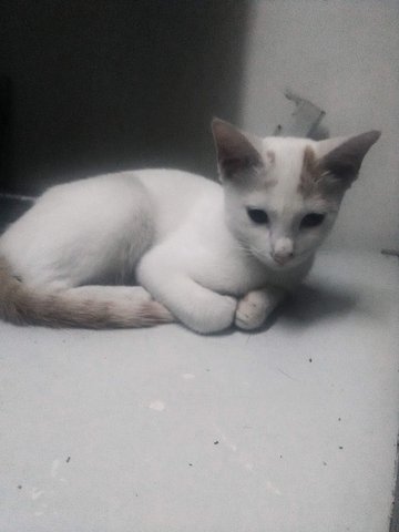 Ainazik - Domestic Medium Hair Cat