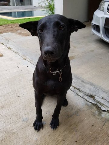 Oreo - Labrador Retriever Mix Dog