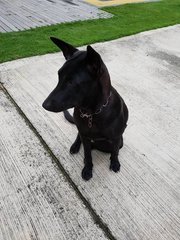 Oreo - Labrador Retriever Mix Dog