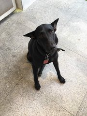 Oreo - Labrador Retriever Mix Dog