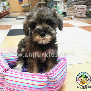 Quality Mini Schnauzer Pup1pies - Schnauzer Dog