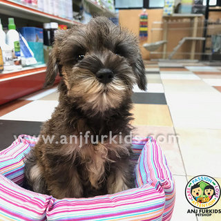 Quality Mini Schnauzer Pup1pies - Schnauzer Dog