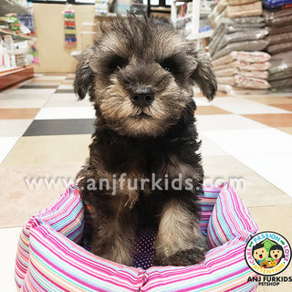 Quality Mini Schnauzer Pup1pies - Schnauzer Dog