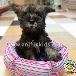 Quality Mini Schnauzer Pup1pies - Schnauzer Dog