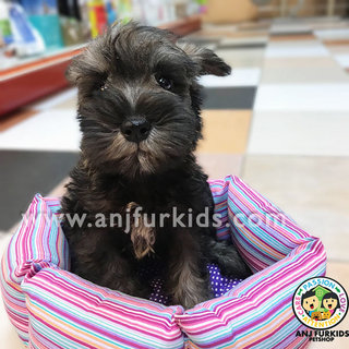 Quality Mini Schnauzer Pup1pies - Schnauzer Dog