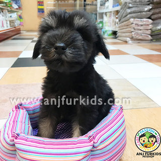 Quality Mini Schnauzer Pup1pies - Schnauzer Dog