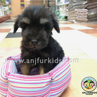 Quality Mini Schnauzer Pup1pies - Schnauzer Dog