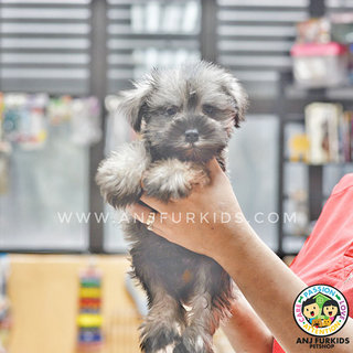 Quality Mini Schnauzer Pup1pies - Schnauzer Dog