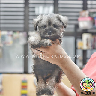 Quality Mini Schnauzer Pup1pies - Schnauzer Dog