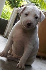 Jelly Bean - Mixed Breed Dog