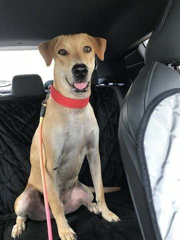 Cooper &amp; Shadow - Mixed Breed Dog