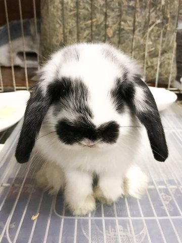 Bailey  - Holland Lop Rabbit