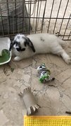 Bailey  - Holland Lop Rabbit