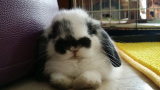 Bailey  - Holland Lop Rabbit