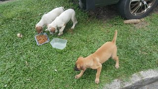 3 Puppies For Adoption At Subang Jaya  - Mixed Breed Dog