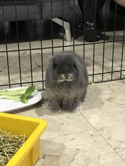 Casper  - Holland Lop Rabbit