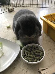 Casper  - Holland Lop Rabbit