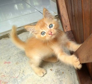 Norman - Domestic Long Hair Cat