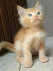 Norman - Domestic Long Hair Cat