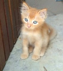 Norman - Domestic Long Hair Cat