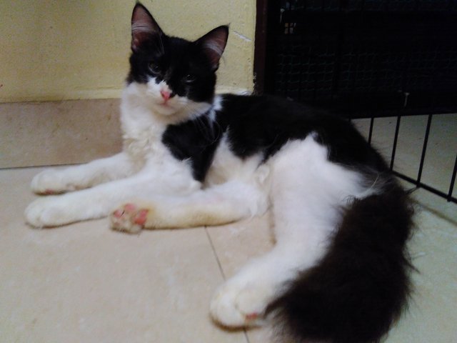 Adik - Domestic Long Hair Cat